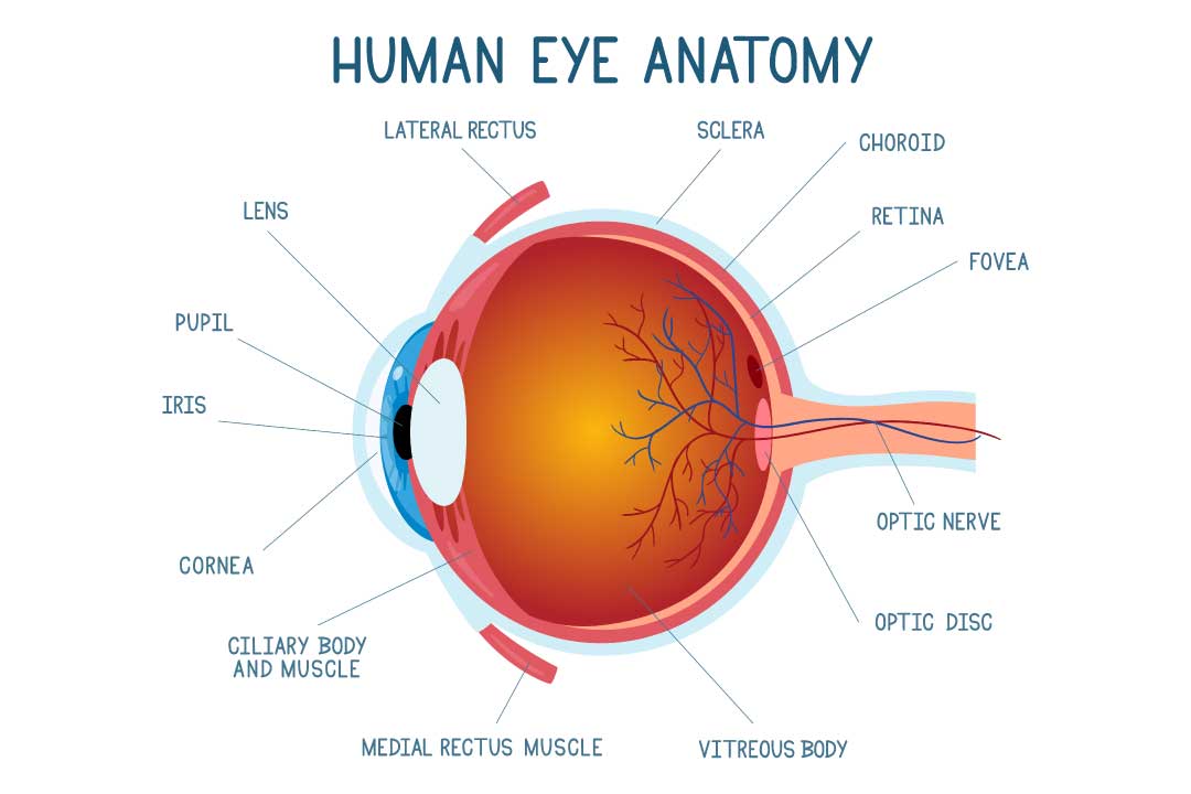 Parts of the human eye